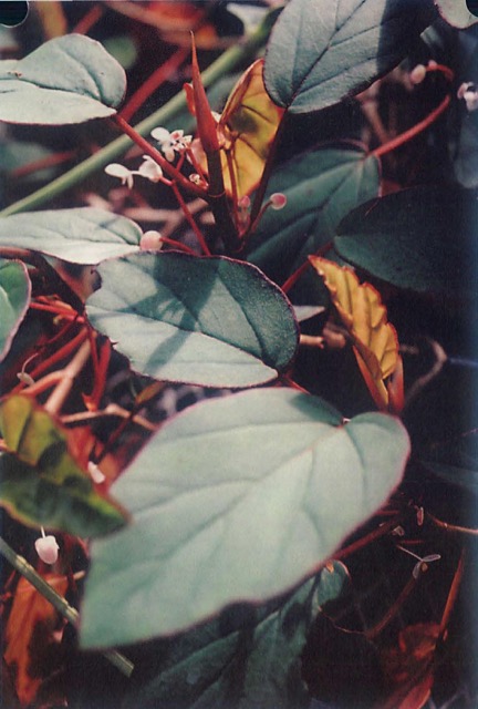 B. cavallyensis
